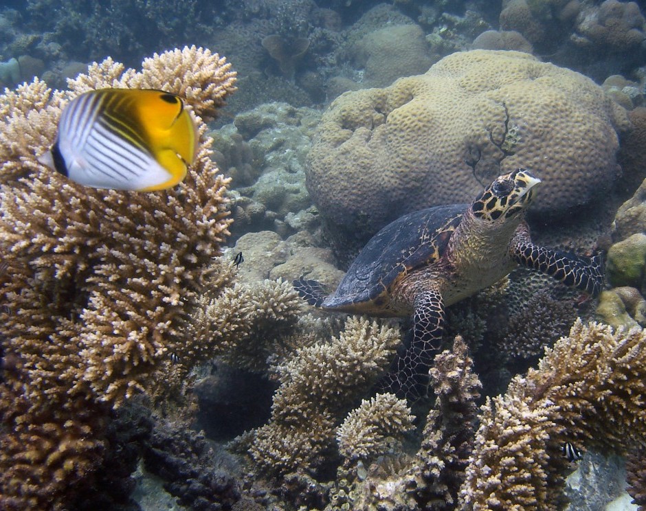 Hawksbill turtle and threadfin butterflyfish in a branching Arcopora garden