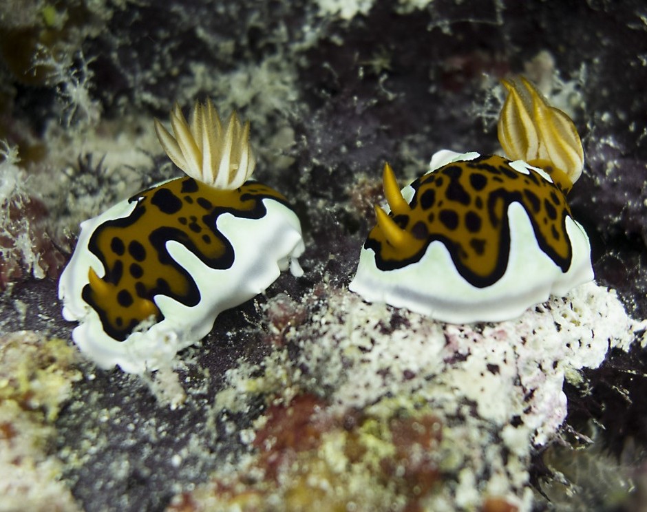 Glenies Chromodoris nudibranch