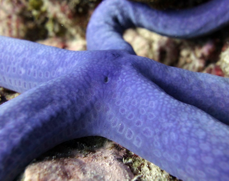 Blue sea star