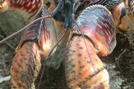 Coconut crab