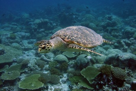 Hawksbill turtle