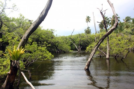 Mangrove swamp