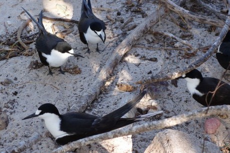 Sooty terns