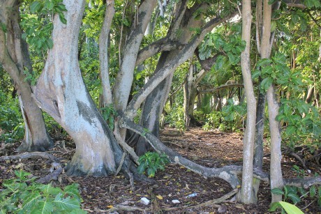 Hardwood Pisonia forest 