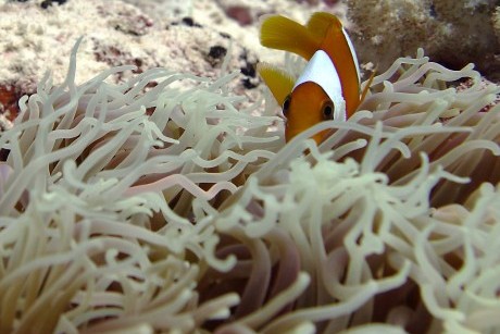 Chagos anemonefish