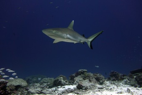 Grey reef shark