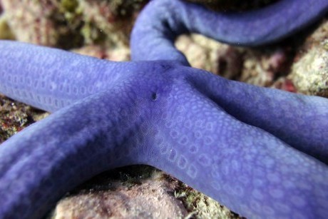 Blue sea star