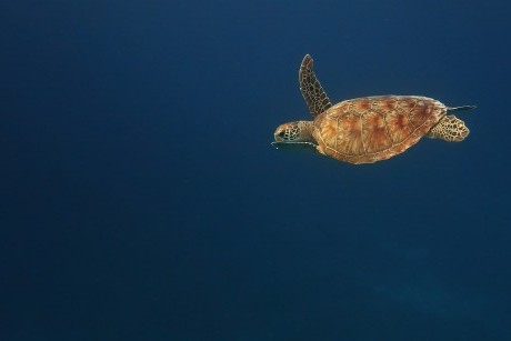 Green Turtle