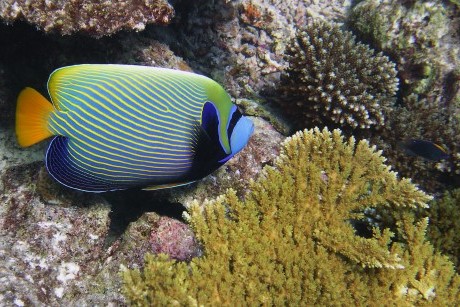 Emperor angelfish