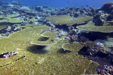Acropora tables