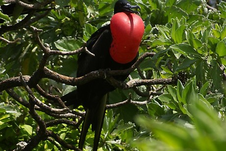 Frigatebird  