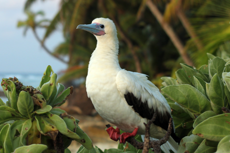 Red-footed booby