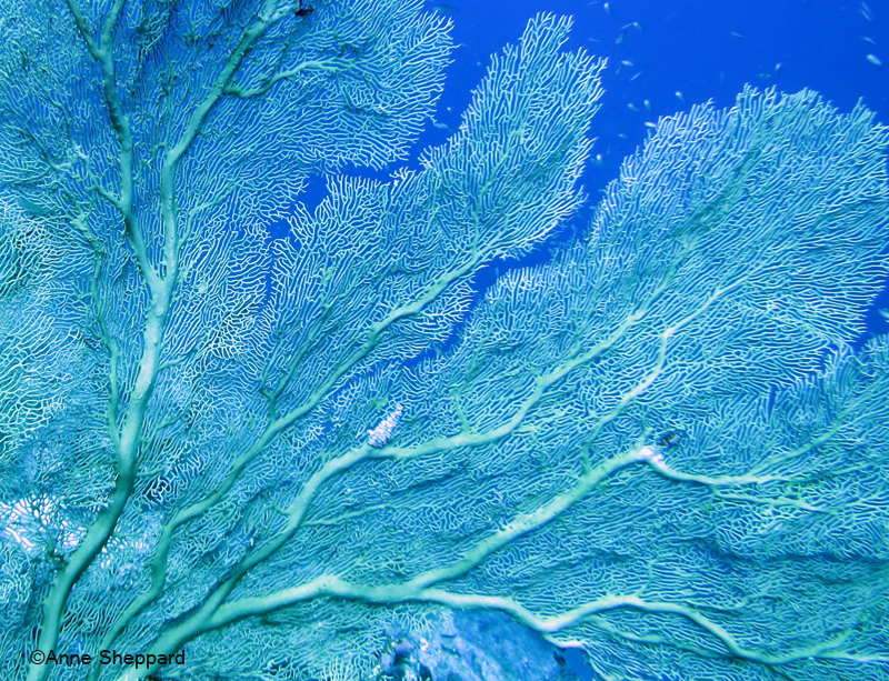 Gorgonian, Middle Island