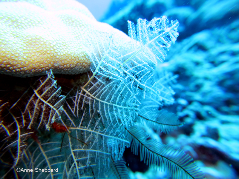 Stinging hydroids, Middle Island