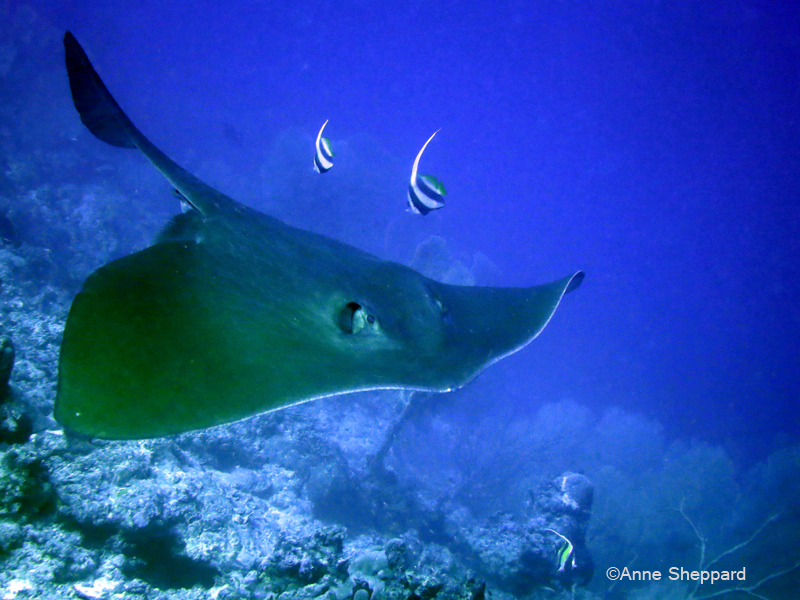 Stingray (Dasyatis sp), Middle Island