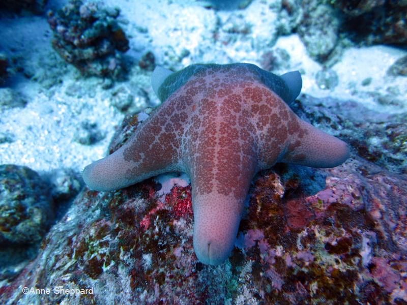 Starfish (Choriaster granulatus), Eagle Island lagoon
