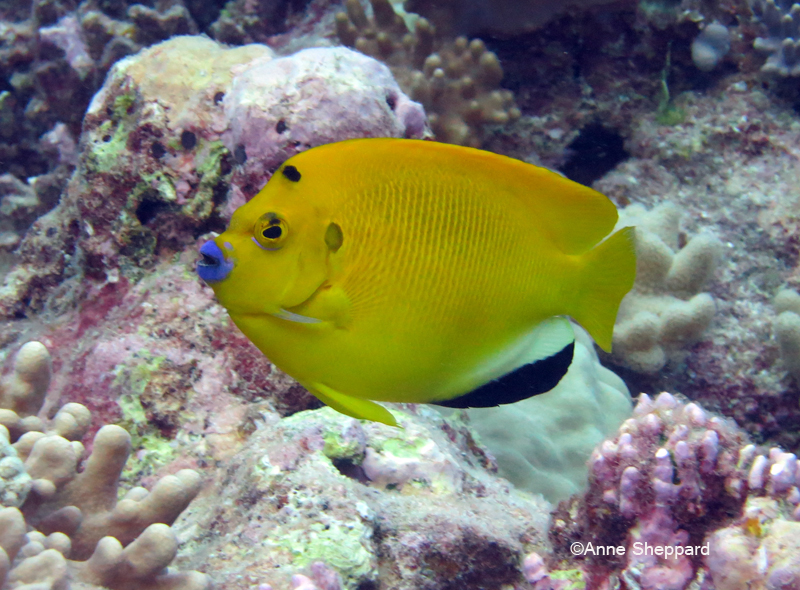 Three spot angelfish (Apolemichthys trimaculatus), Eagle Island lagoon