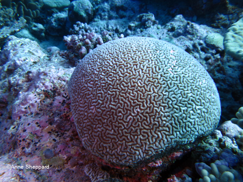 Chagos endemic brain coral (Ctenella chagius), Eagle Island lagoon