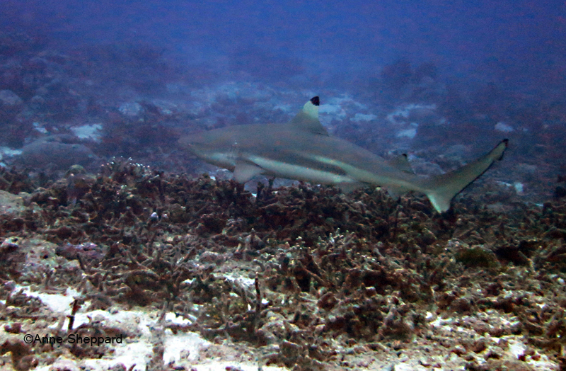 Black tip reef shark (Carcharhinus melanopterus), Eagle Island lagoon