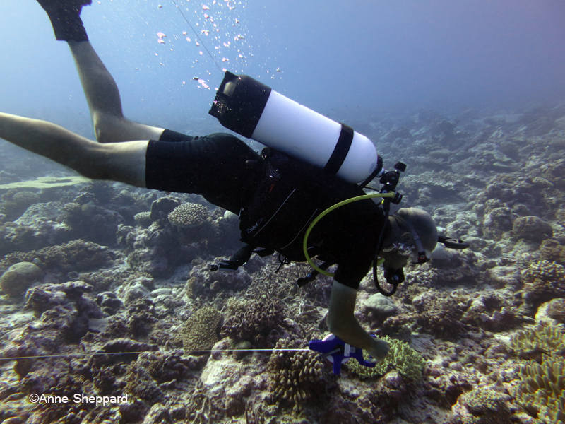 Eagle Island lagoon, diver working underwater