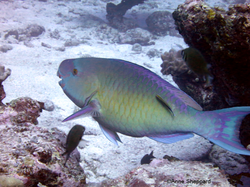 Parrotfish (Scarus sp), Eagle Island lagoon