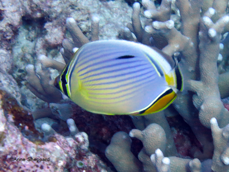 Redfin butterflyfish (Chaetodon trifasciatus), Eagle Island lagoon