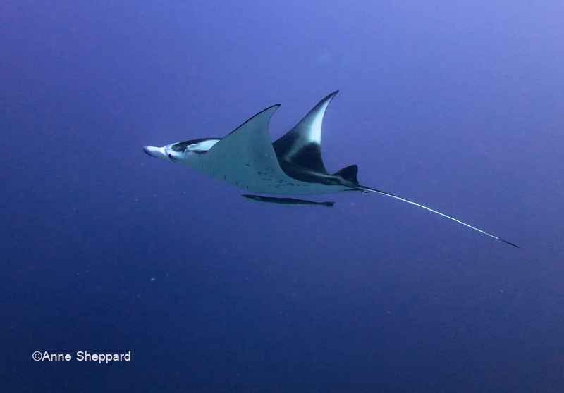 Manta ray, Egmont Atoll