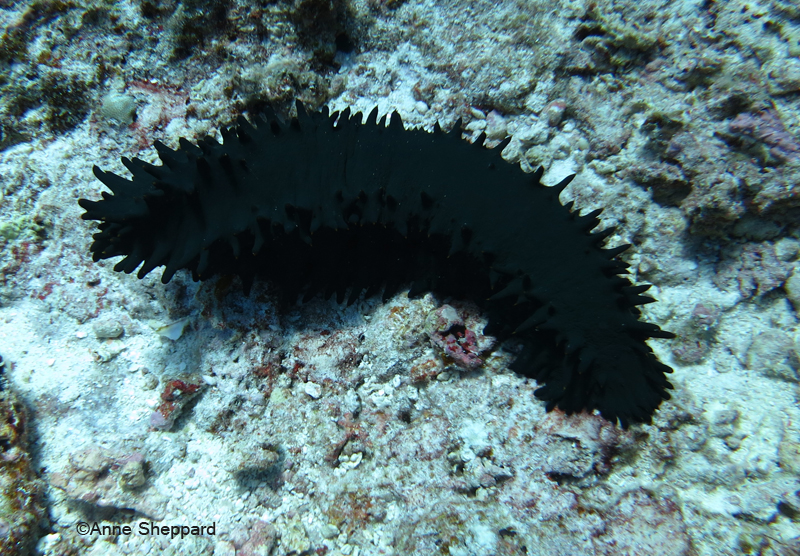 Sea cucumber (Stichopus chloronotus), Egmont Atoll