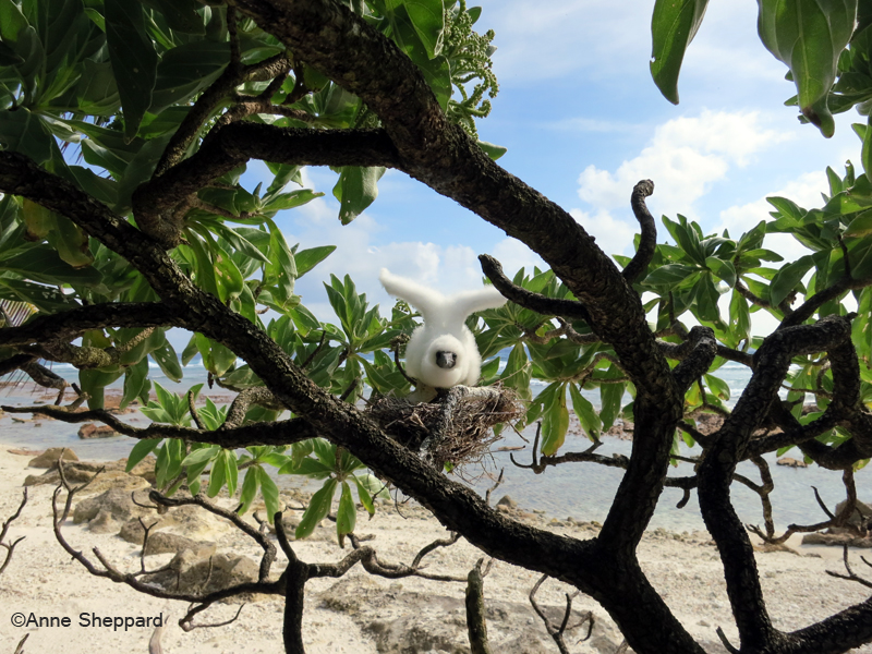 Baby red-footed booby (Sula sula), Middle Brother island