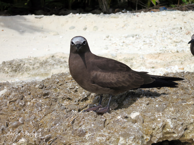 Brown noddy (Anous stolidus), Middle Brother island