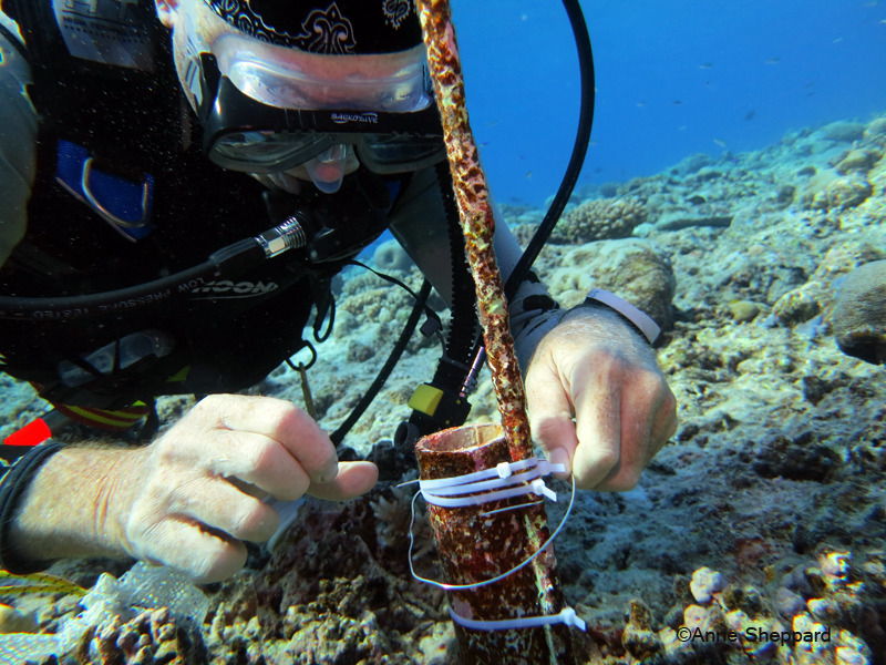 Prof Charles Sheppard changing temperature data logger, Egmont Atoll, 2013 Expedition