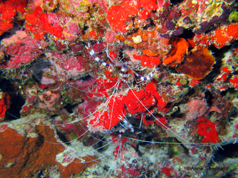 Cleaner shrimp (Stenopus hispidus) in Egmont Atoll