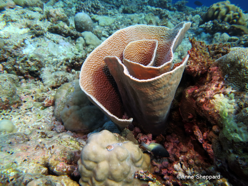 Coral Turbinaria sp, Egmont Atoll