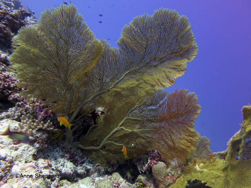 Gorgonians, Egmont Atoll