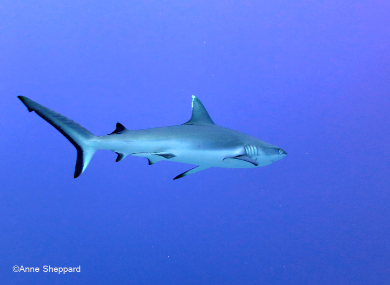 Silvertip shark (Carcharhinus albimarginatus), Egmont Atoll