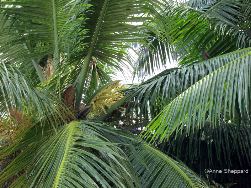 Coconut flowers (Cocos nucifera), Middle Brother island