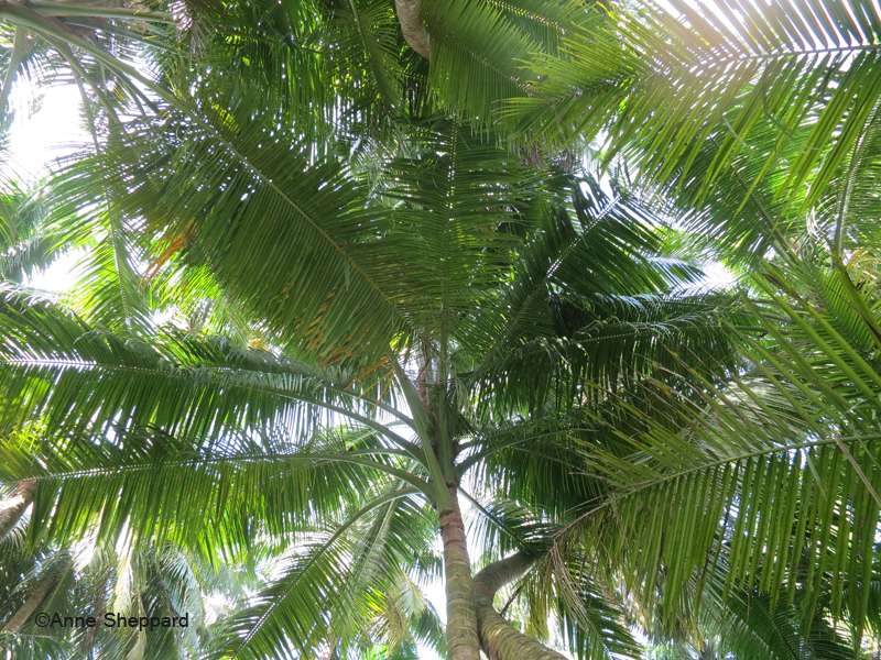 Coconut palms (Cocos nucifera), Middle Brother island