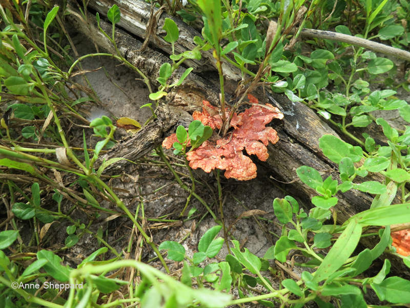 Lichen, Middle Brother island