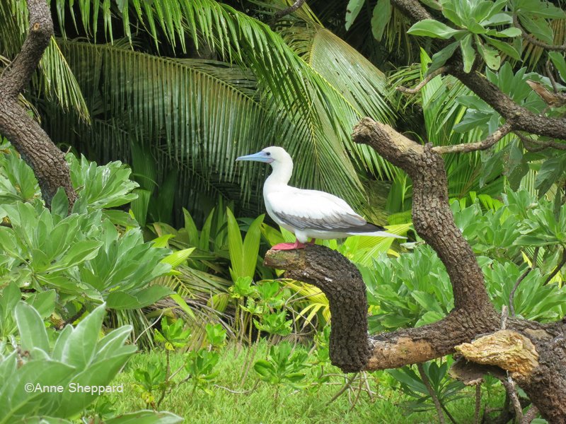 Red-footed booby (Sula sula), Middle Brother island