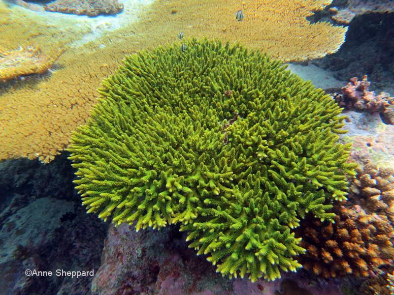 Acropora sp, Nelsons Island 