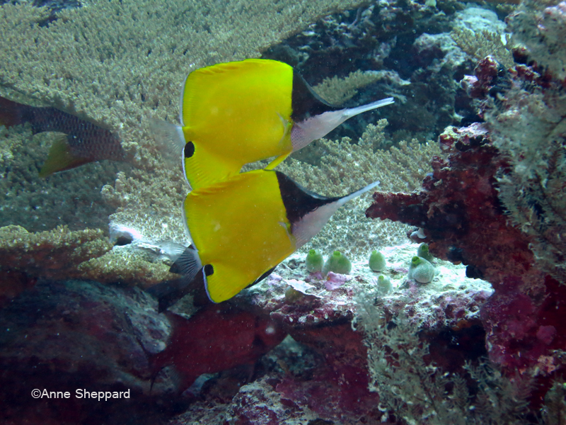 Long nose butterflyfish (Forcipiger flavissimus), Nelsons Island