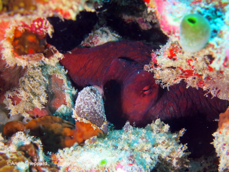 Octopus sp, Nelsons Island