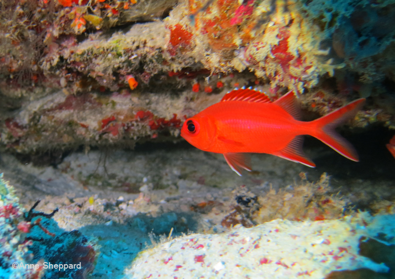 Whitetip soldierfish (Myripristis vittata), Nelsons Island 