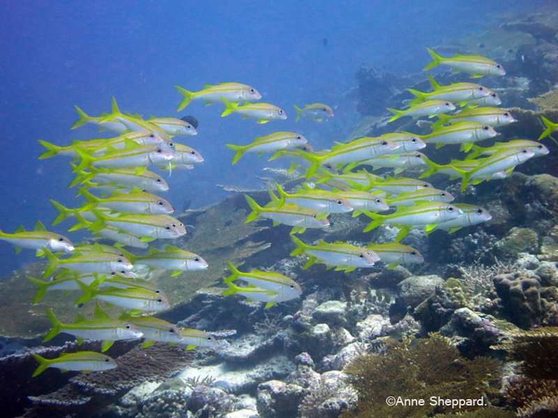 Yellowfin goatfish (Mulloides vanicolensis), Nelsons Island