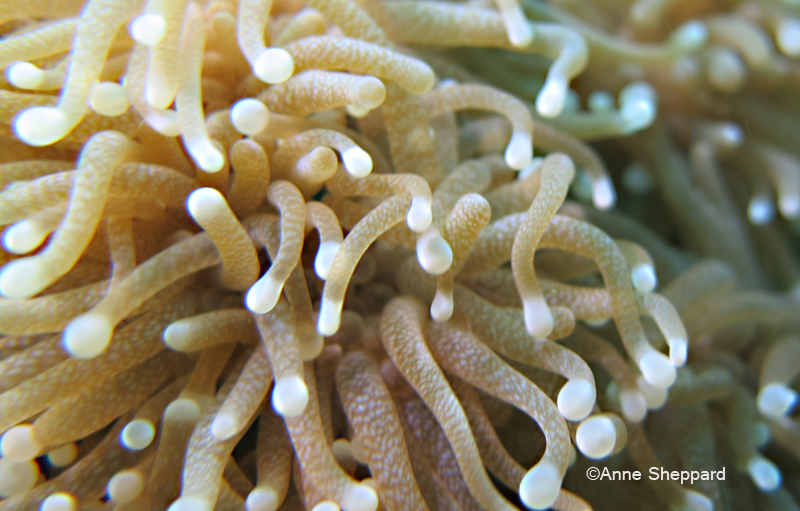Coral polyps (Euphyllia sp), Peros Banhos Atoll lagoon Ile Diamant 