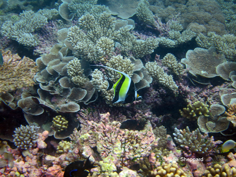 Coral garden with moorish idol (Zanclus cornutus), Peros Banhos Atoll lagoon 