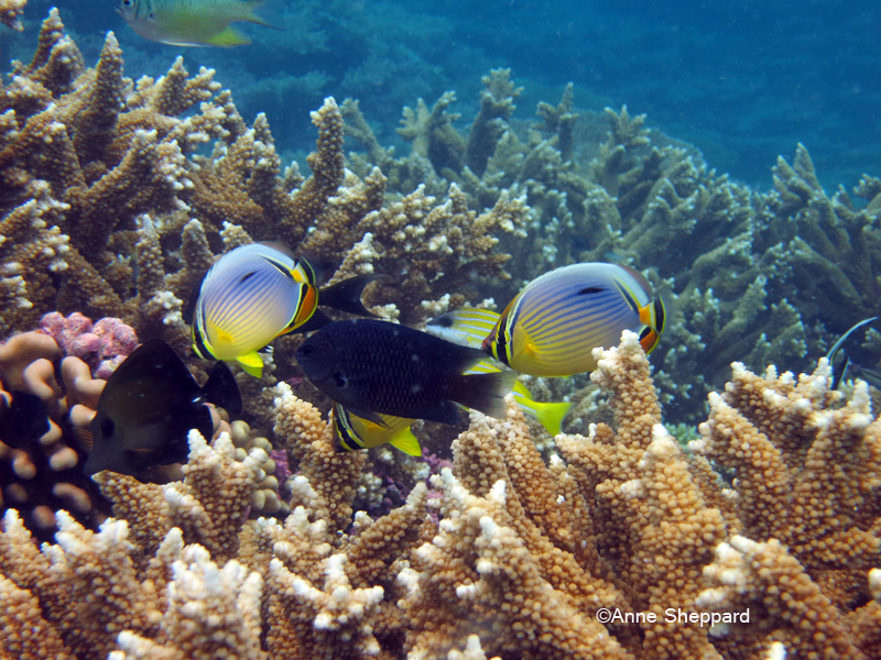 Corals and fish, Peros Banhos Atoll lagoon