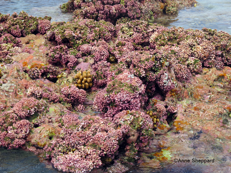 Algal ridge, Peros Banhos Atoll lagoon, Ile Diamant