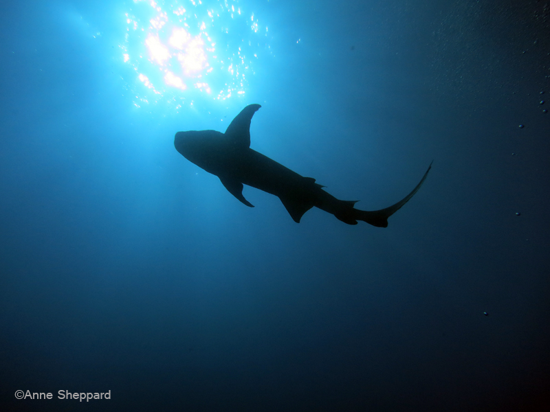 Nurse shark Nebrius ferrugineus in Peros Banhos Atoll