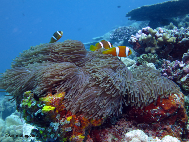 Chagos anemone fish, Peros Banhos Atoll 